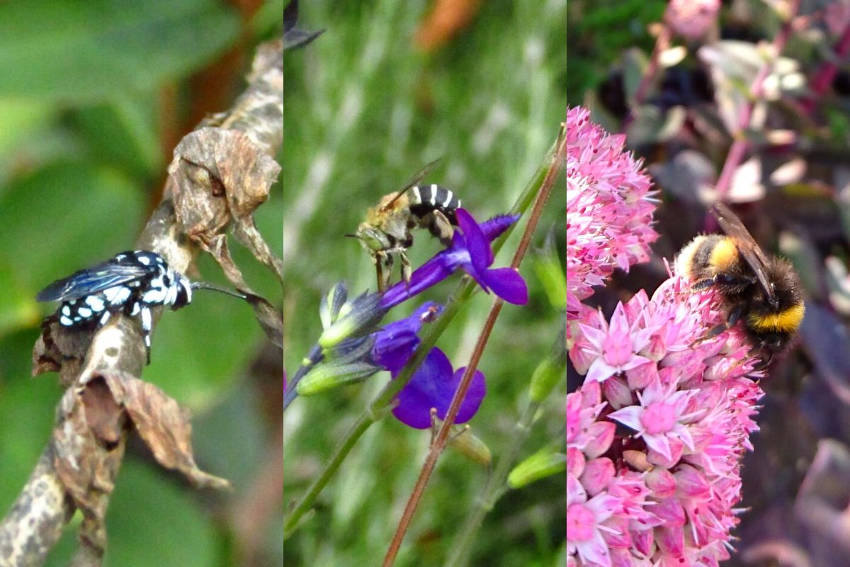 Bees. Cuckoo, blue banded, bumble.